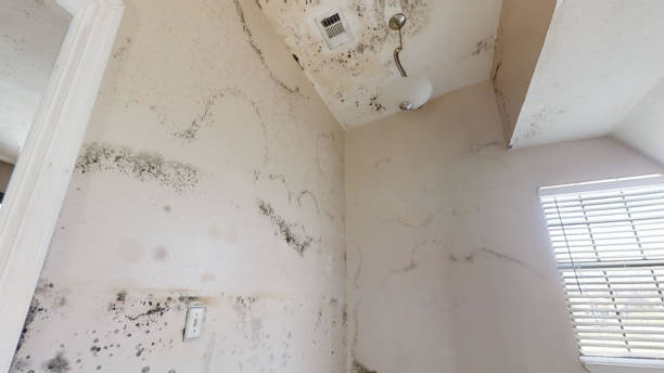 Best Real Estate Mold Inspection  in Monroe, MI
