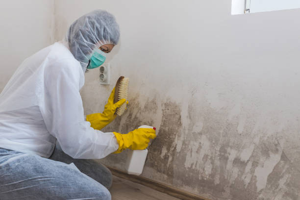 Asbestos and Lead Testing During Mold Inspection in Monroe, MI