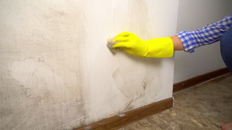 Best Crawl Space Mold Remediation  in Monroe, MI