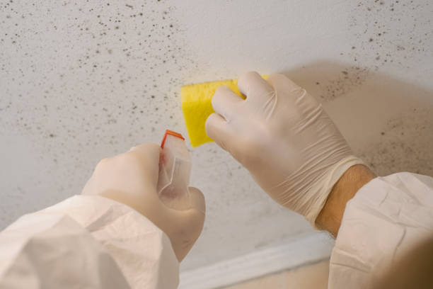 Mold Remediation for Vacation Homes in Monroe, MI