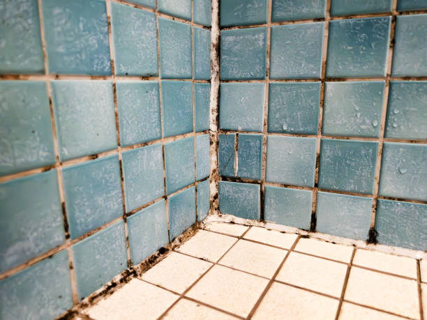 Best Water Damage & Mold Remediation  in Monroe, MI