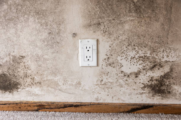 Best Attic Mold Removal  in Monroe, MI