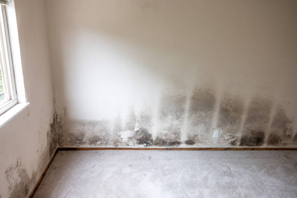 Best Forensic Mold Investigation  in Monroe, MI