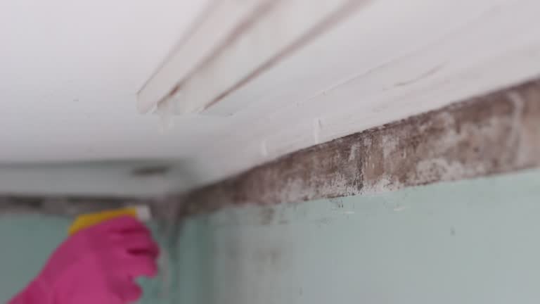 Biohazard Mold Removal in Monroe, MI